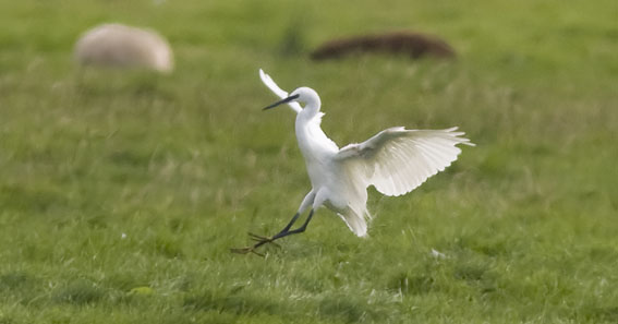 Kleinezilverreiger220908E